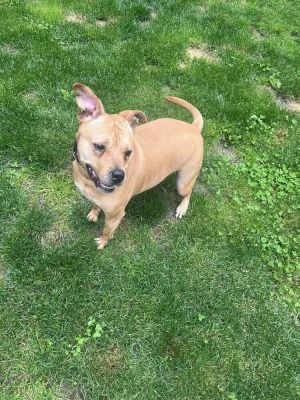 You can fill out an adoption application online on our official websiteBonnie TX is a female Amer