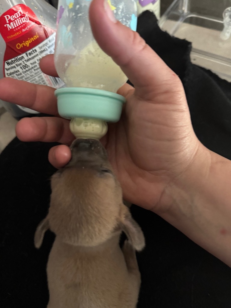 Chip