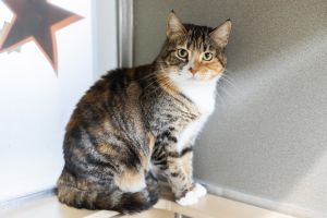 Hello to all you cat lovers out there Im Penguin an oddly named four-year-old tabby with a dash o