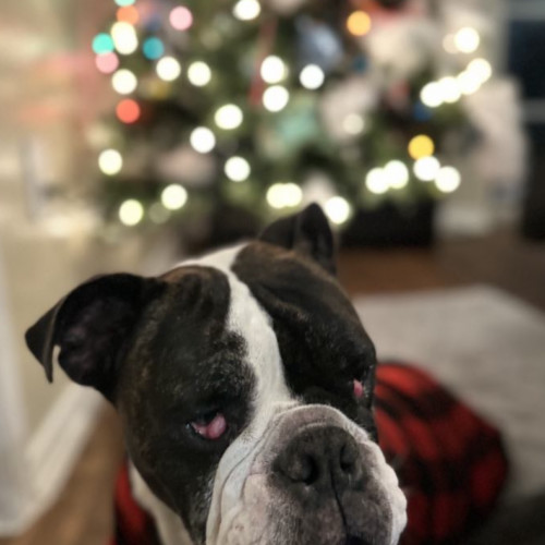 Holly