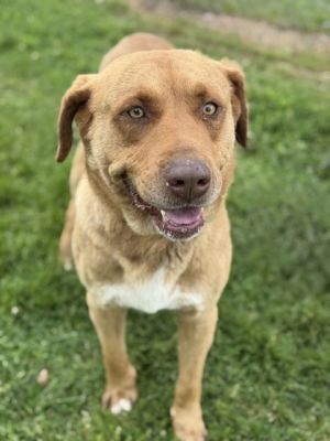 Alchemy is 100 dog Hes big fella and likes to play go for walks and socialize with other dogs 
