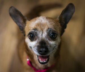 Name Amelia Ann Breed Chihuahua Age Estimated 5-7 years Weight 8 pounds Photos To see more pict