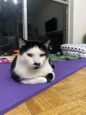 Meet Arches 4 and Coconut Milk 6 - Two Cats Twice the Personality But They Dont Have to Go To