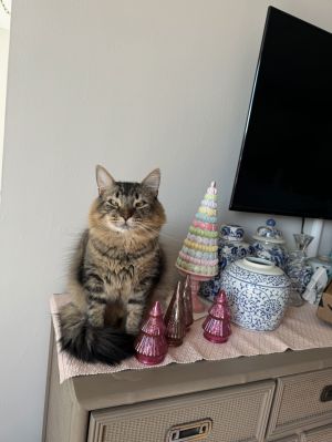 Meet Arches 4 and Coconut Milk 6 - Two Cats Twice the Personality But They Dont Have to Go To