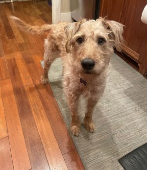 Animal Profile Doug is an estimated 6-7 year old 39 lb neutered male mixed breed predominantly Air