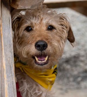 Animal Profile Doug is an estimated 6-7 year old 39 lb neutered male mixed breed predominantly Air
