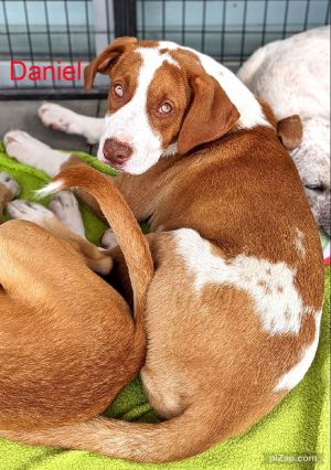 Daniel (ng), Young Male Labrador Retriever