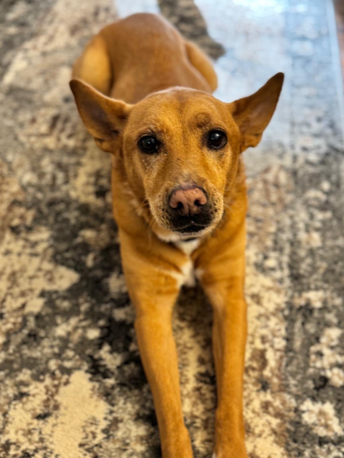 Lola (ae)