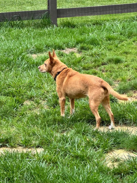 Lola (ae)