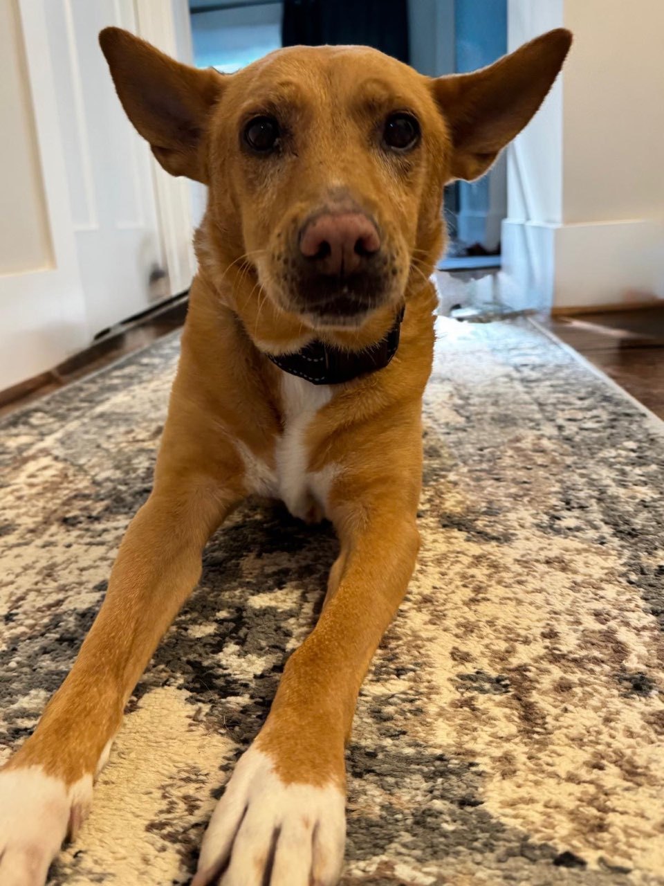 Lola (ae)