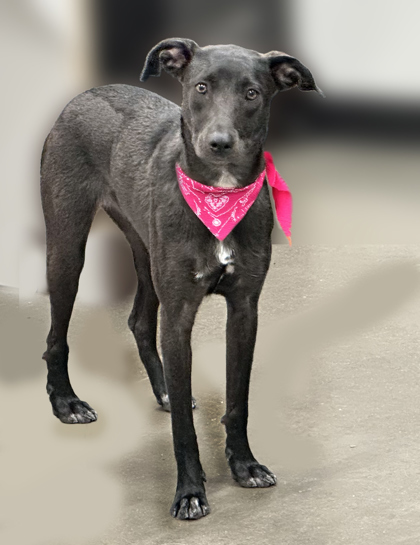 Luna (Available through Foster Care)