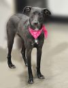 Luna (Available through Foster Care) photo 1