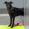 Luna (Available through Foster Care) photo 2