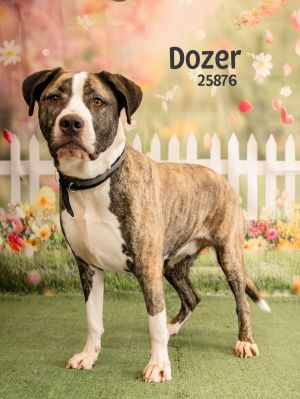 Dozer is a Great Dane mix and true to his breed hes extra large and extra lovable This big boy