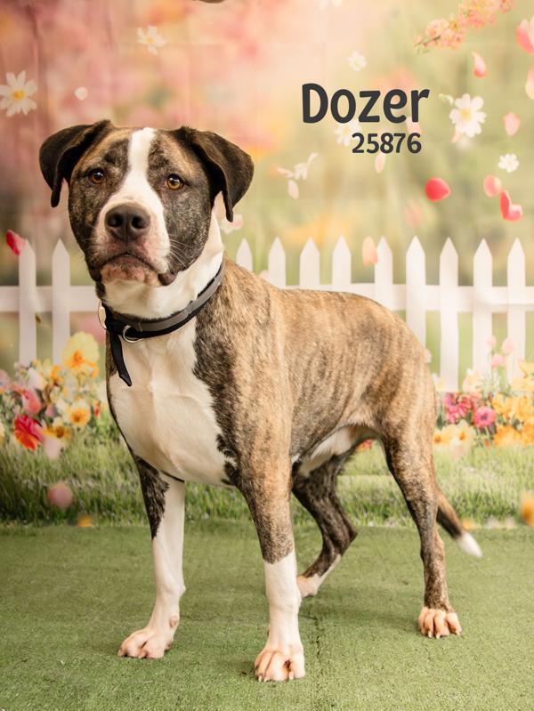Dozer
