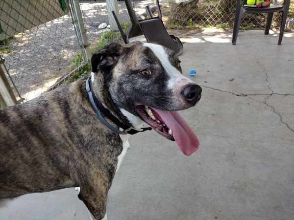 Dozer
