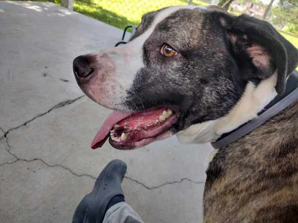 Dozer