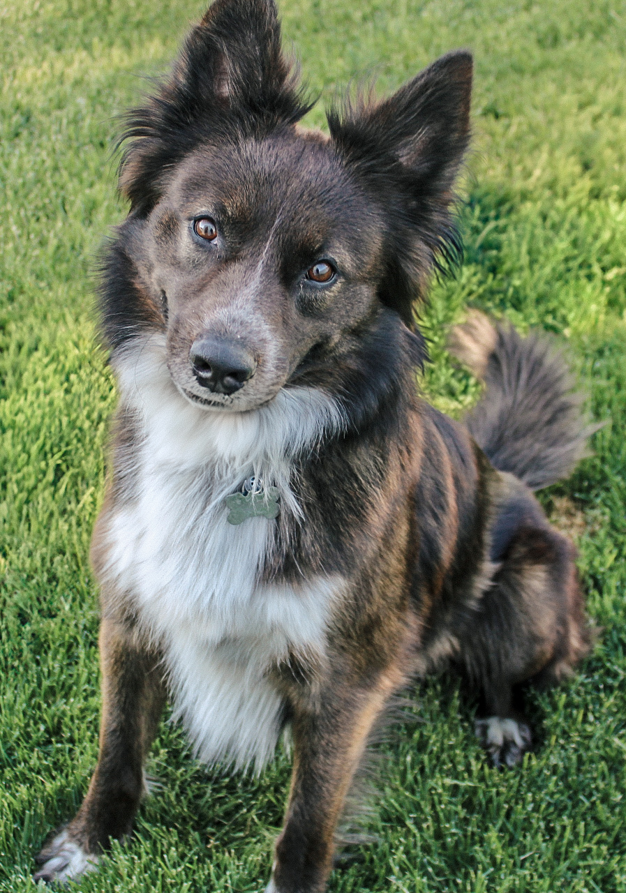 Smokey Joe, an adoptable Australian Cattle Dog / Blue Heeler, Border Collie in Twin Falls, ID, 83301 | Photo Image 1