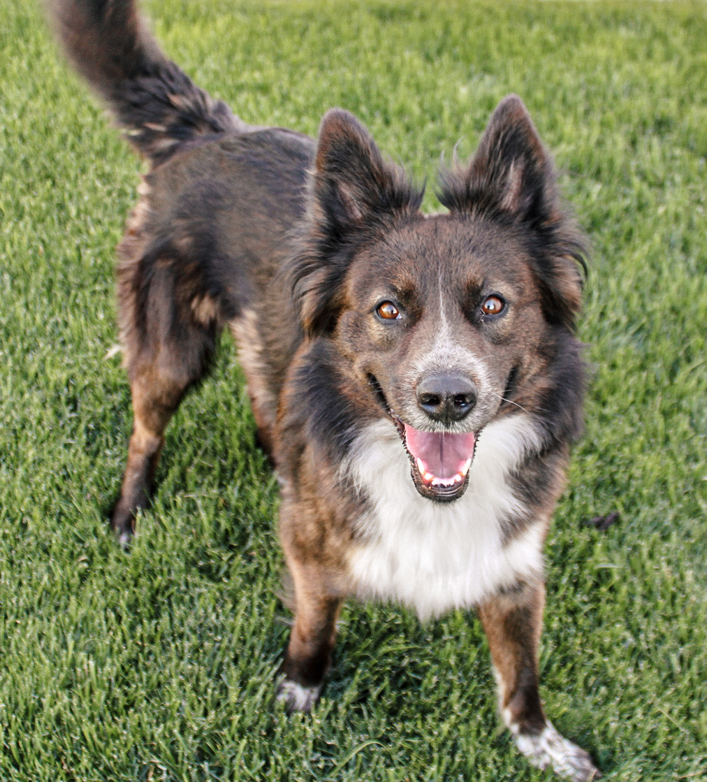 Smokey Joe, an adoptable Australian Cattle Dog / Blue Heeler, Border Collie in Twin Falls, ID, 83301 | Photo Image 2