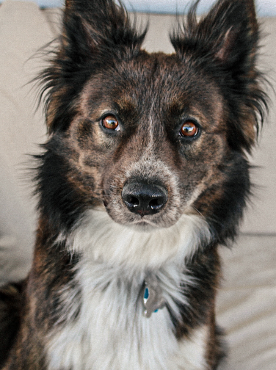 Smokey Joe, an adoptable Australian Cattle Dog / Blue Heeler, Border Collie in Twin Falls, ID, 83301 | Photo Image 3