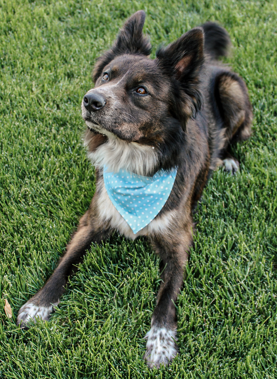 Smokey Joe, an adoptable Australian Cattle Dog / Blue Heeler, Border Collie in Twin Falls, ID, 83301 | Photo Image 4