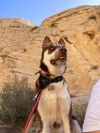 Rosco photo 1