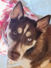 Rosco photo 3