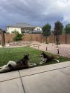 Rosco photo 5