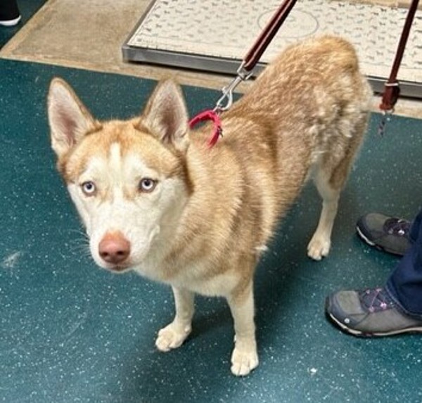 Nala