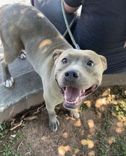 Linny - IN FOSTER