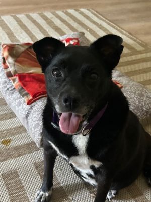 Frieda (real Name), Senior Female Labrador Retriever