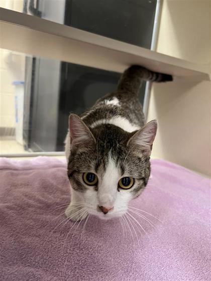 Dustella, an adoptable Domestic Short Hair in Hutchinson, KS, 67504 | Photo Image 1