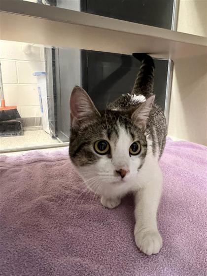 Dustella, an adoptable Domestic Short Hair in Hutchinson, KS, 67504 | Photo Image 2
