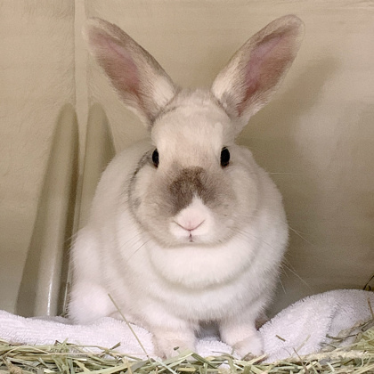 Mary Hoppins
