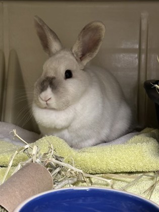 Mary Hoppins