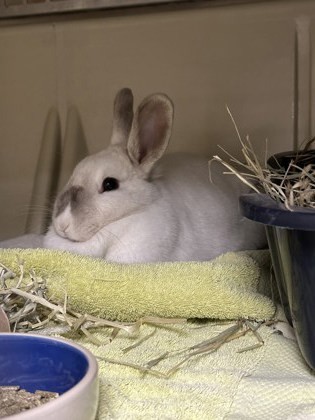 Mary Hoppins