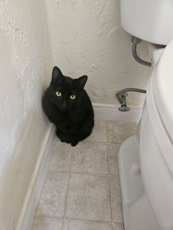 Binx**transfer