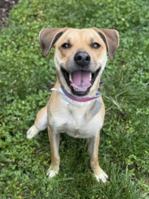 Meet Xiva She is filled with energy and love She loves to get outside play with the kids play fe