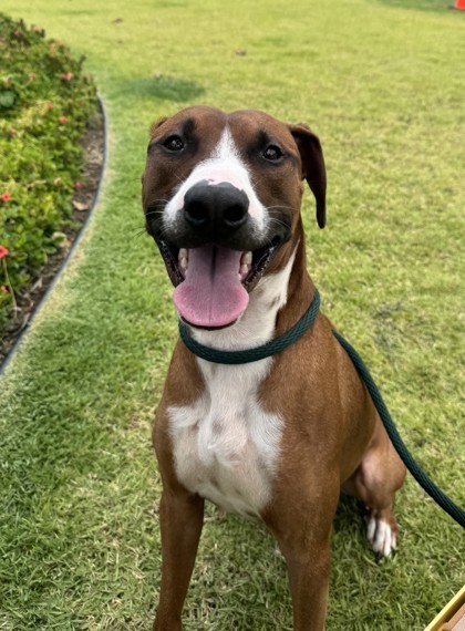 Finn, an adoptable Mixed Breed in Honolulu, HI, 96826 | Photo Image 1
