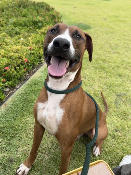 Finn, an adoptable Mixed Breed in Honolulu, HI, 96826 | Photo Image 2