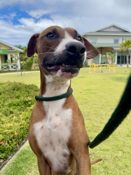 Finn, an adoptable Mixed Breed in Honolulu, HI, 96826 | Photo Image 3