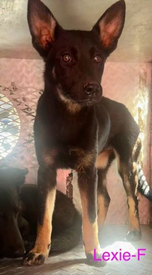 Lexie, Baby Female German Shepherd Dog