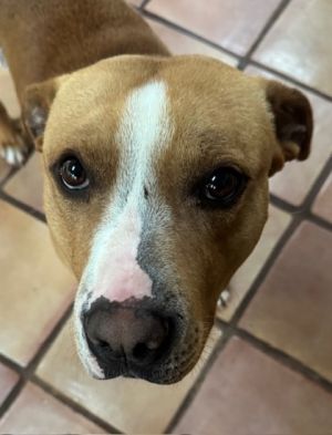 Meet Bubba Your New Best Friend Sweet snuggly loving and loyal - Bubba is the full package Thi