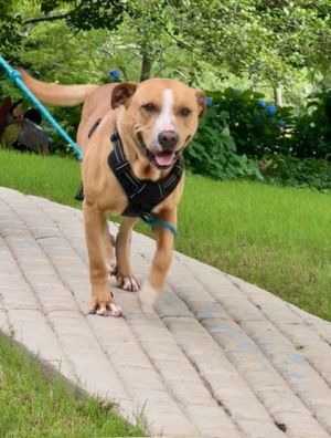 Meet Bubba Your New Best Friend Sweet snuggly loving and loyal - Bubba is the full package Thi