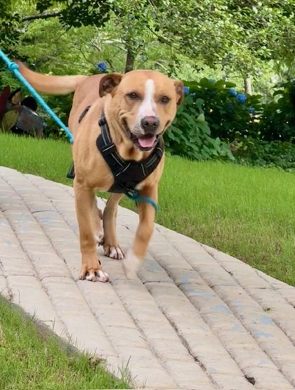 Bubba - IN FOSTER