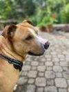 Bubba - IN FOSTER photo 2