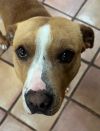 Bubba - IN FOSTER photo 3