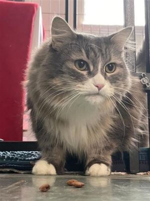 Mimine, Adult Female Domestic Short Hair