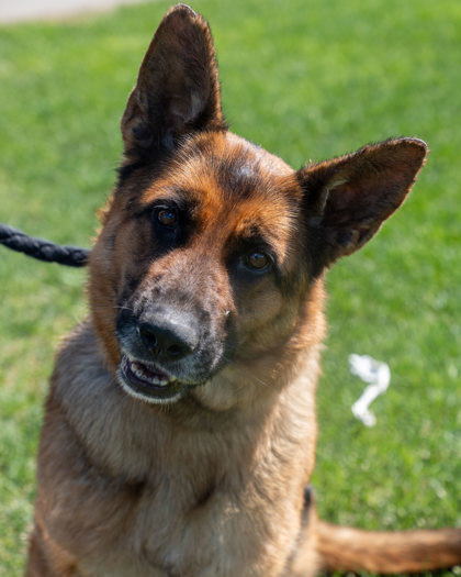 Lexi, an adoptable German Shepherd Dog, Mixed Breed in Pequot Lakes, MN, 56472 | Photo Image 1