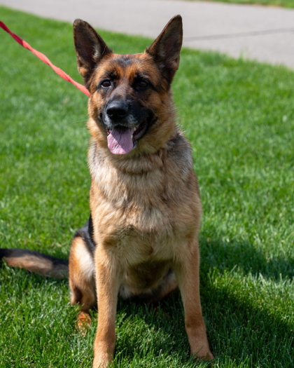 Lexi, an adoptable German Shepherd Dog, Mixed Breed in Pequot Lakes, MN, 56472 | Photo Image 1